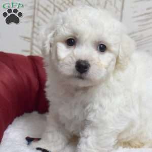 Milo, Bichon Frise Puppy